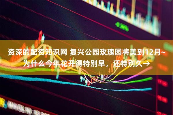 资深的配资知识网 复兴公园玫瑰园将美到12月~为什么今年花开得特别早，还特别久→